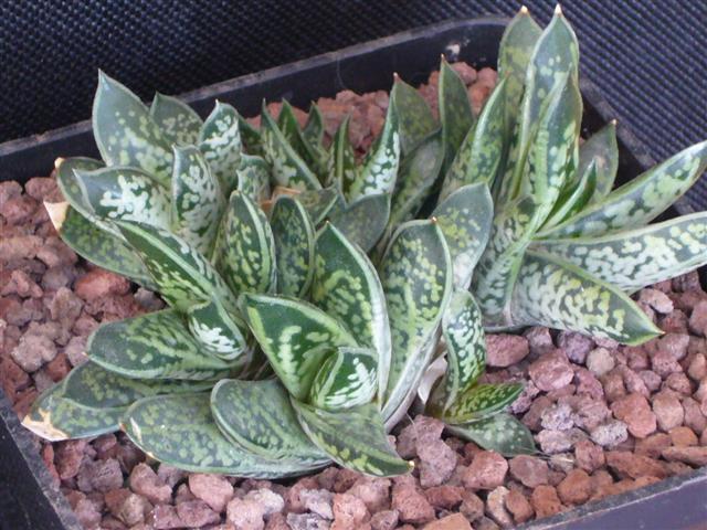 gasteria bicolor v. liliputana