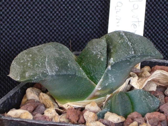 gasteria armstrongii