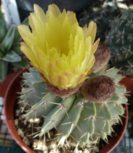 Parodia buiningii 