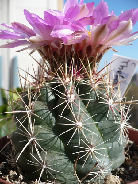 Thelocactus bicolor v. tricolor 