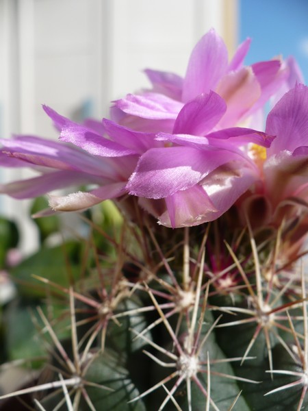 Thelocactus bicolor v. tricolor 