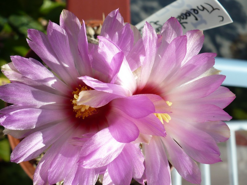 Thelocactus bicolor v. tricolor 