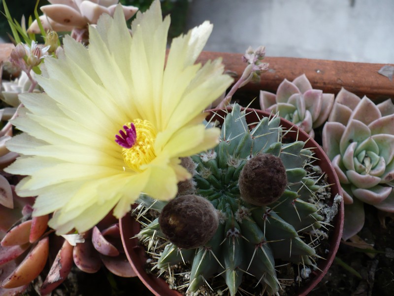 parodia buiningii