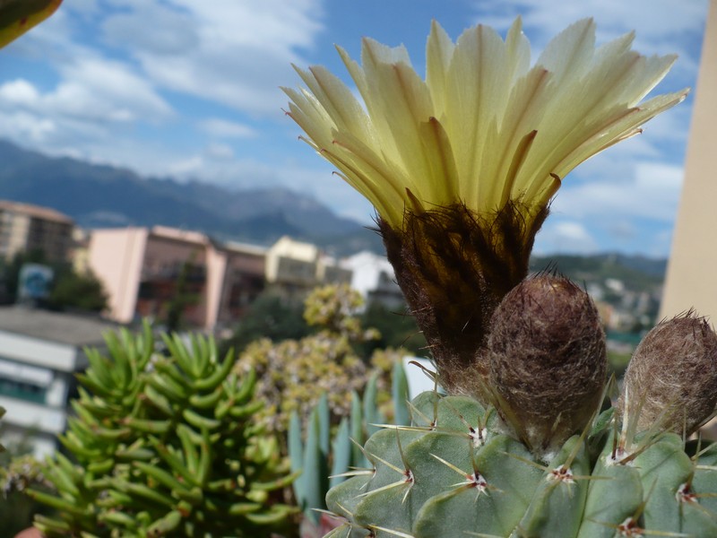 Parodia buiningii 