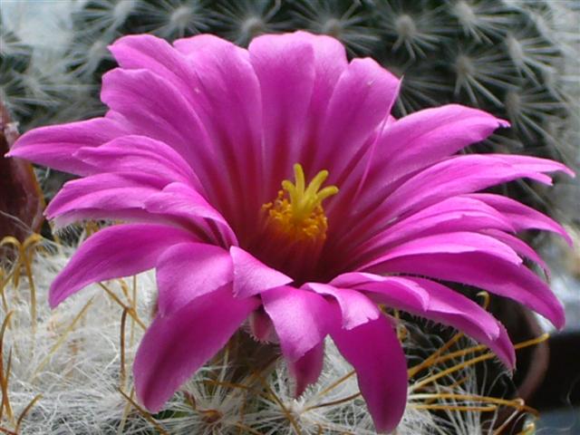 Mammillaria guelzowiana 