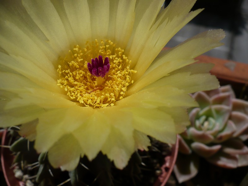 Parodia buiningii 
