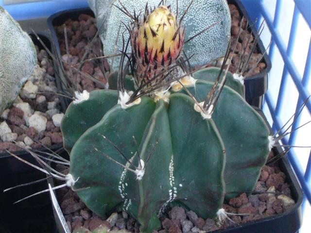 Astrophytum capricorne v. senile 