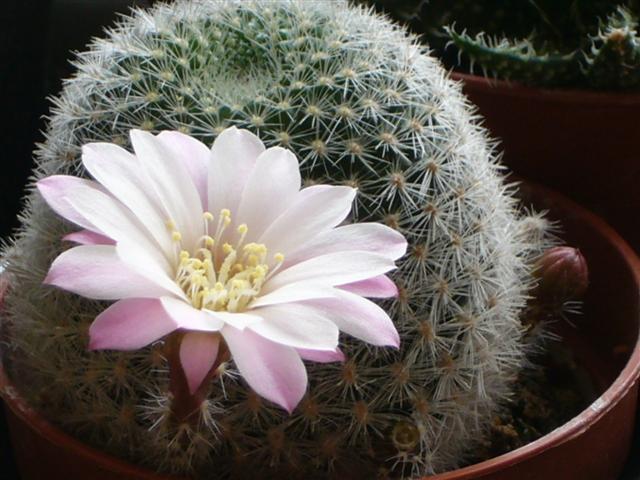 Rebutia narvaecensis 