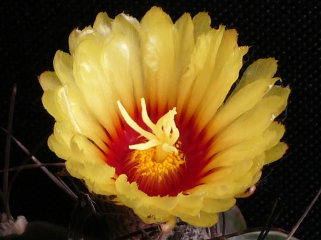 Astrophytum capricorne v. senile 