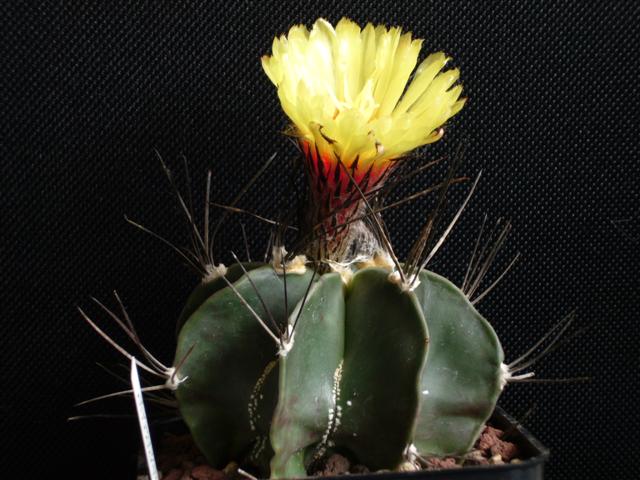 Astrophytum capricorne v. senile 