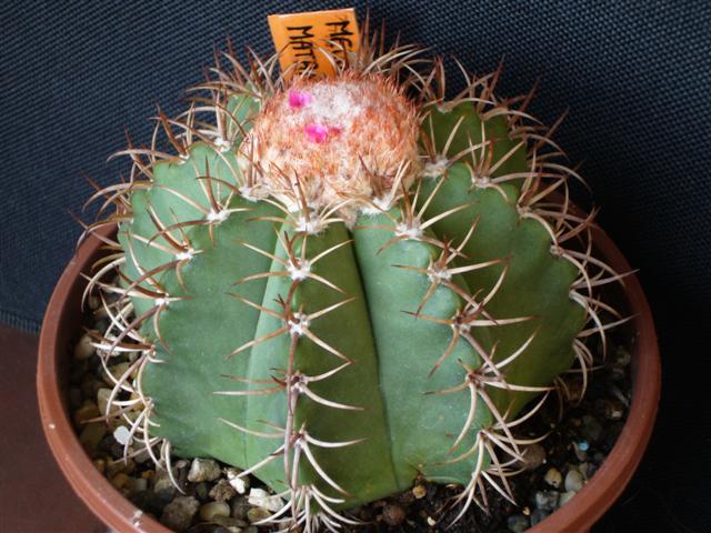 Melocactus matanzanus 