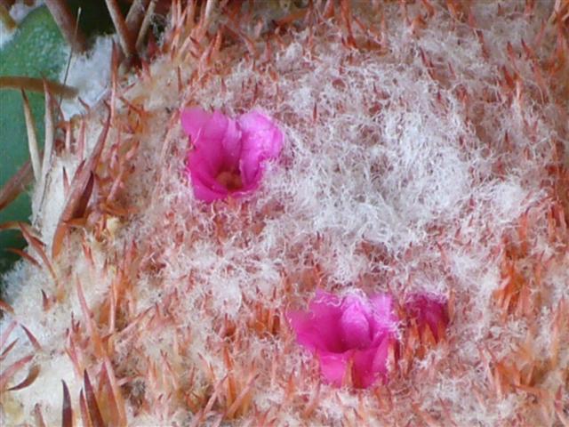 Melocactus matanzanus 