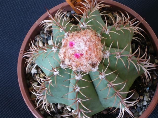 Melocactus matanzanus 