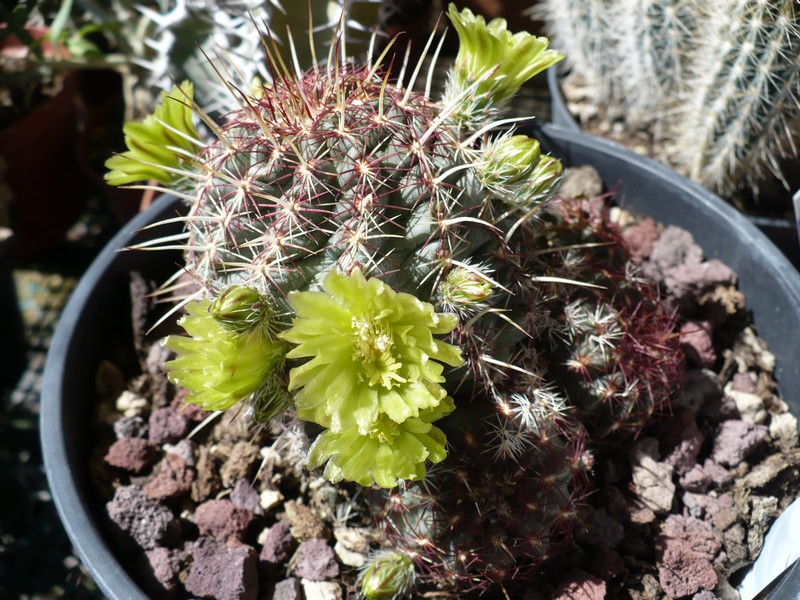 Echinocereus viridiflorus 