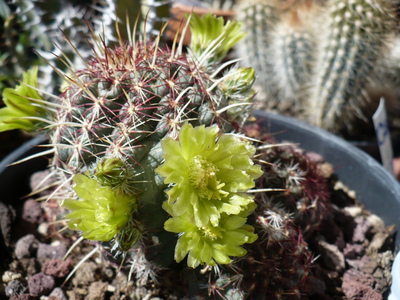 Echinocereus viridiflorus 