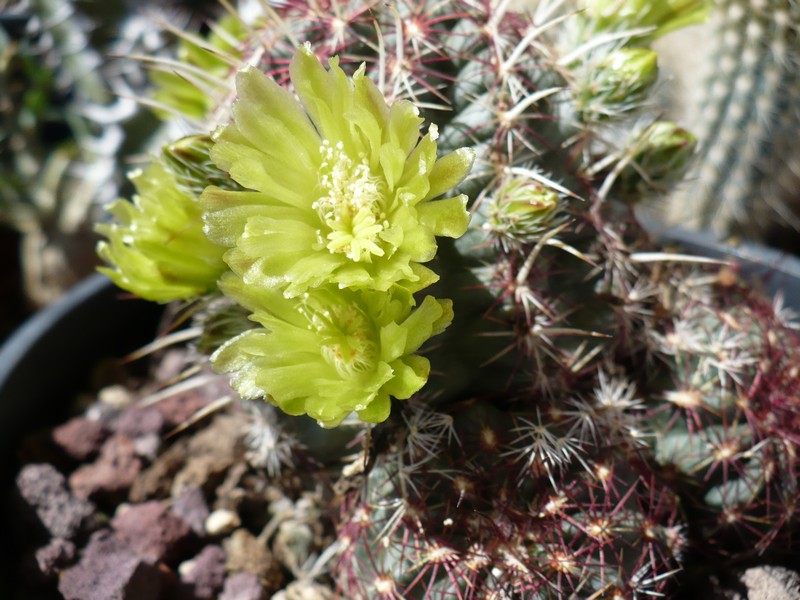 Echinocereus viridiflorus 