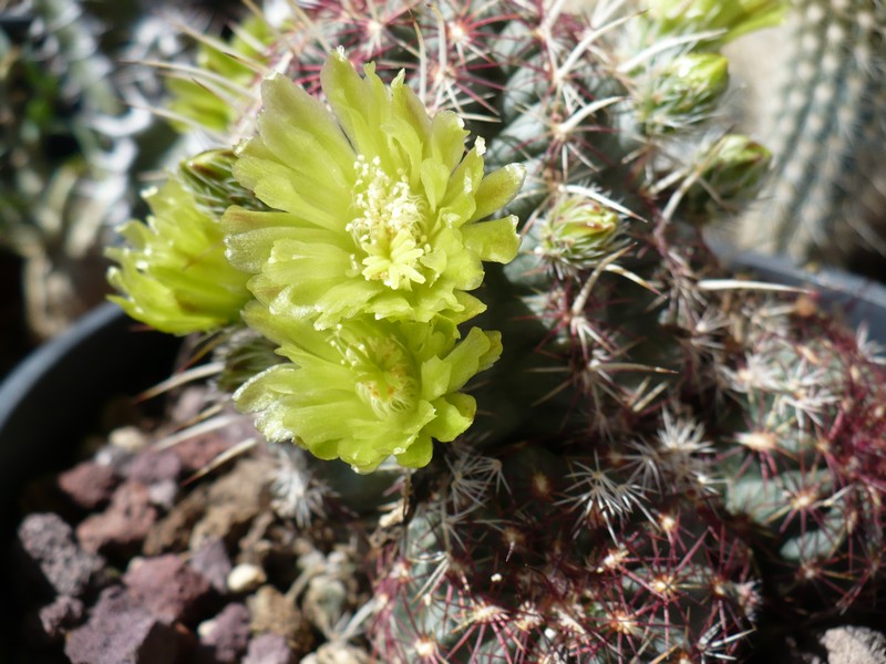 Echinocereus viridiflorus 