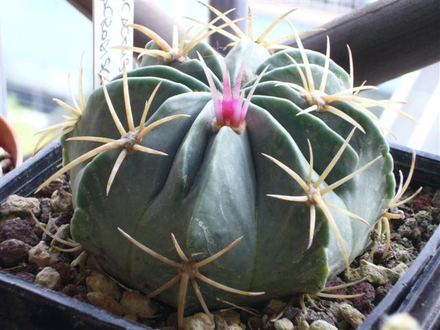 Ferocactus macrodiscus 