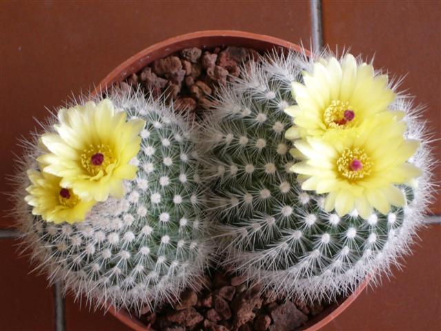 Notocactus succineus v. albispinus 