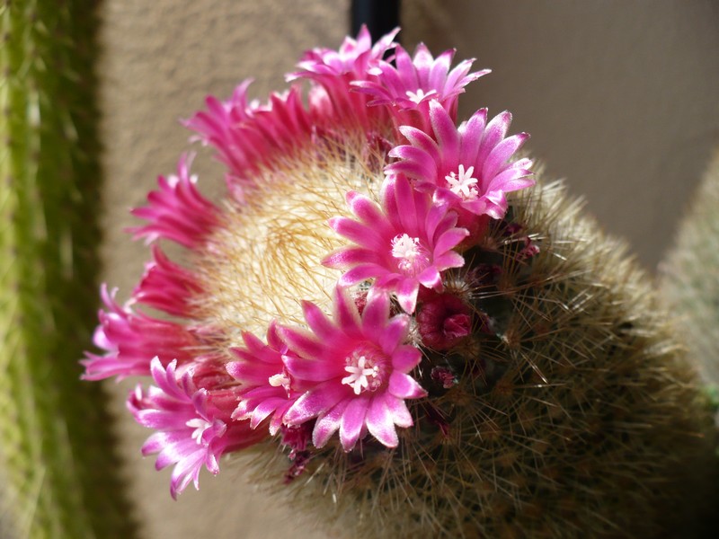 Mammillaria spinosissima ssp. pilcayensis 