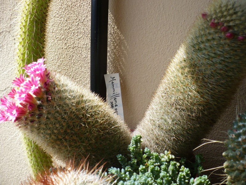 Mammillaria spinosissima ssp. pilcayensis 