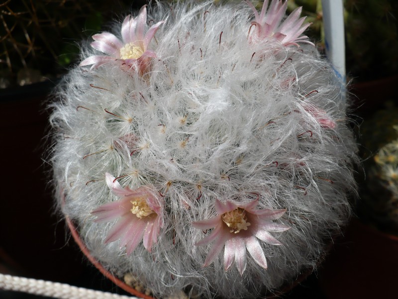 Mammillaria bocasana 