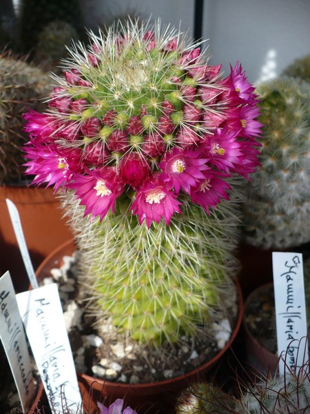 Mammillaria backebergiana 