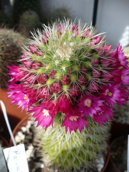 Mammillaria backebergiana 