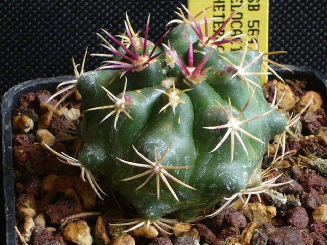 Thelocactus heterochromus SB 564