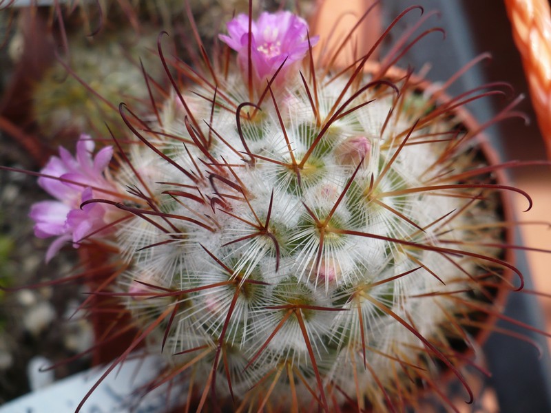 Mammillaria bombycina 