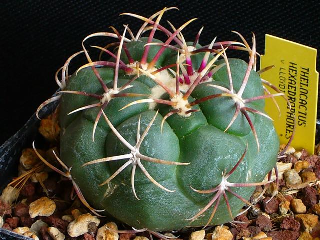 Thelocactus hexaedrophorus v. lloydii 