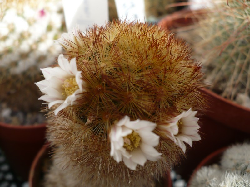 Mammillaria carmenae 