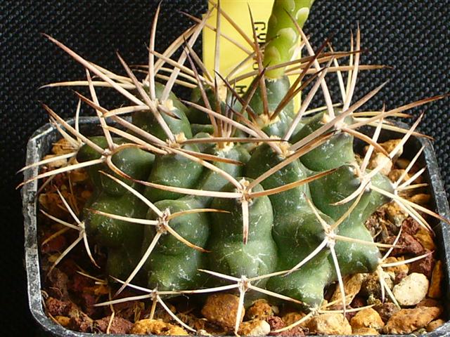 Gymnocalycium michoga 