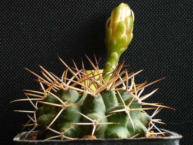 Gymnocalycium michoga 