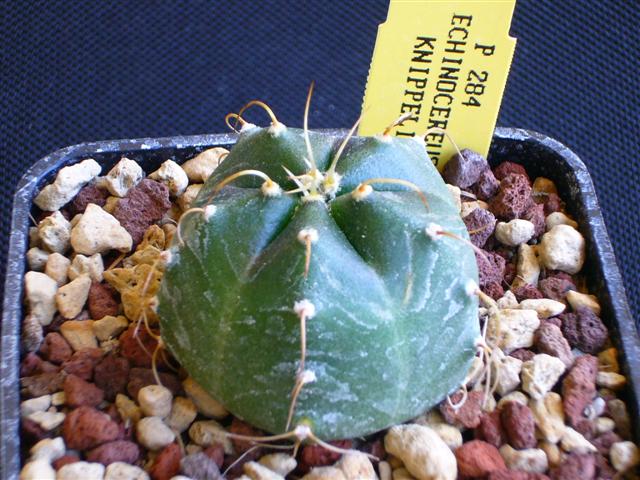 Echinocereus  knippelianus P 284