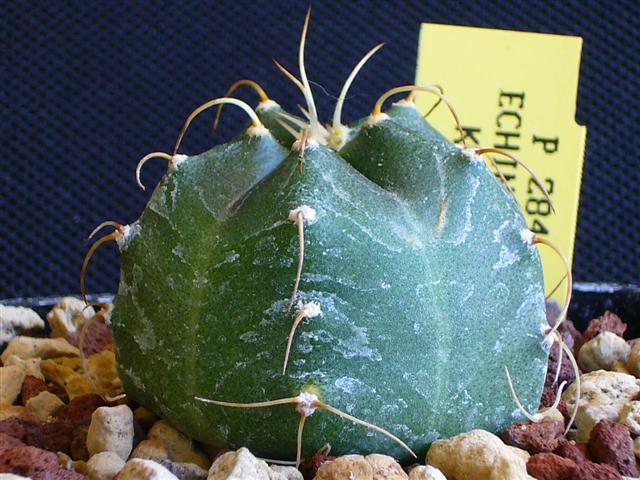 Echinocereus knippelianus 