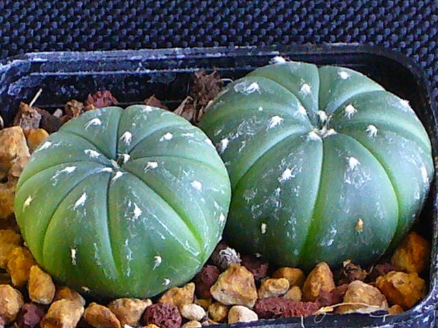 Astrophytum asterias v. nudum 