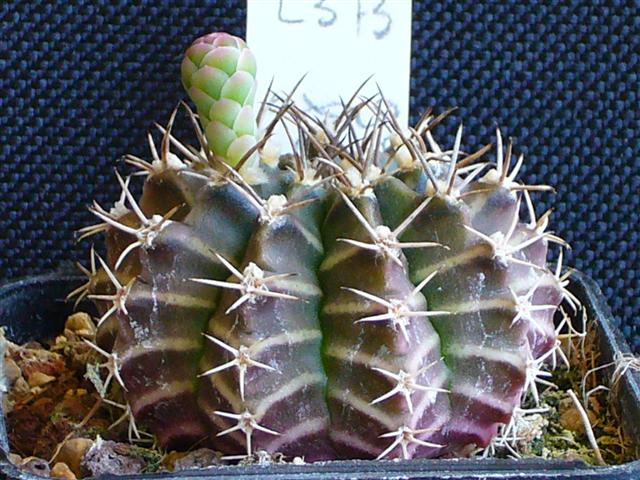 Gymnocalycium friedrichii L373