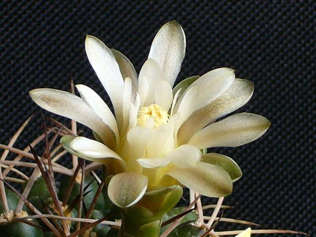 gymnocalycium michoga