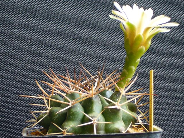 Gymnocalycium michoga 