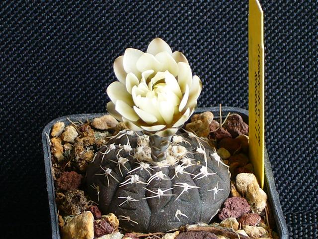 Gymnocalycium ragonesei 