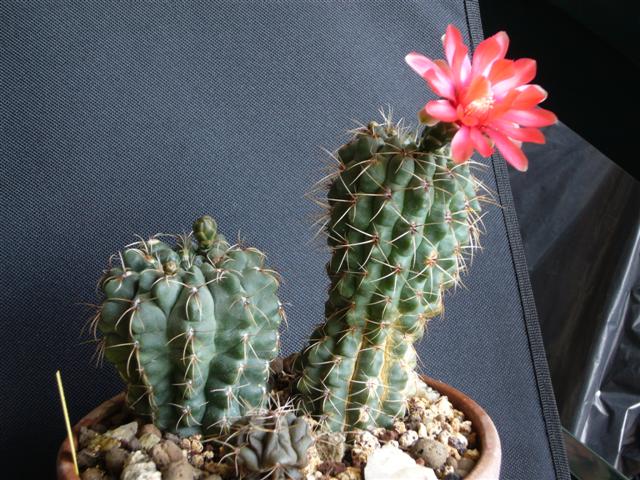 Gymnocalycium baldianum 