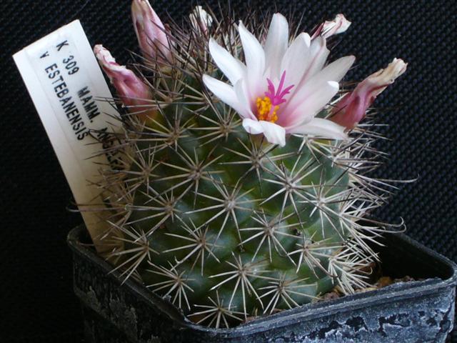 Mammillaria estebanensis K309