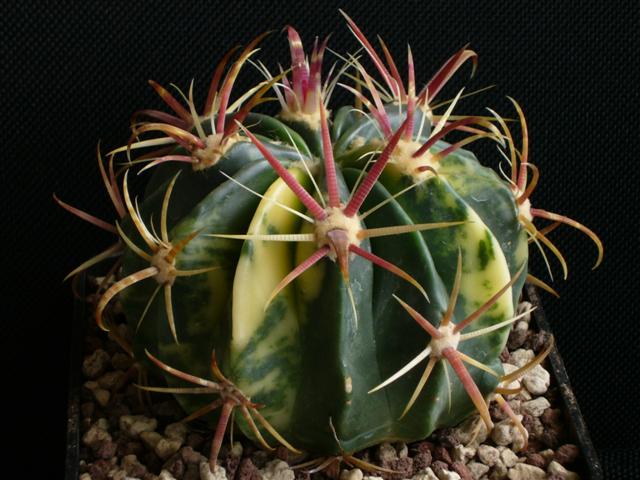 Ferocactus latispinus 