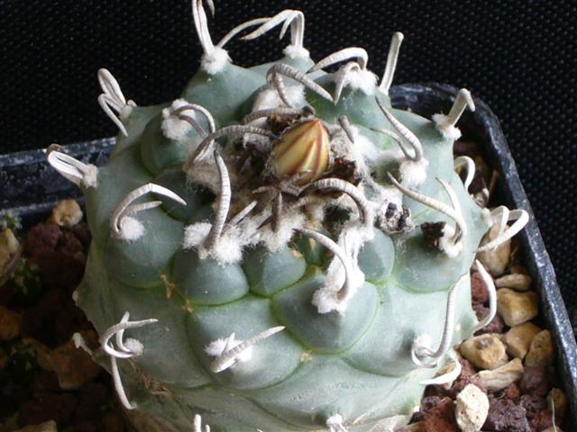 Turbinicarpus klinkerianus 