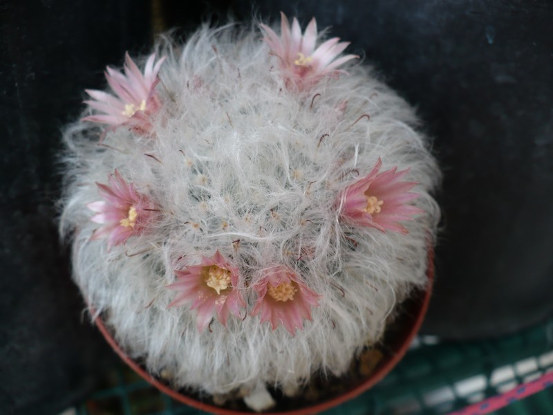 Mammillaria bocasana 