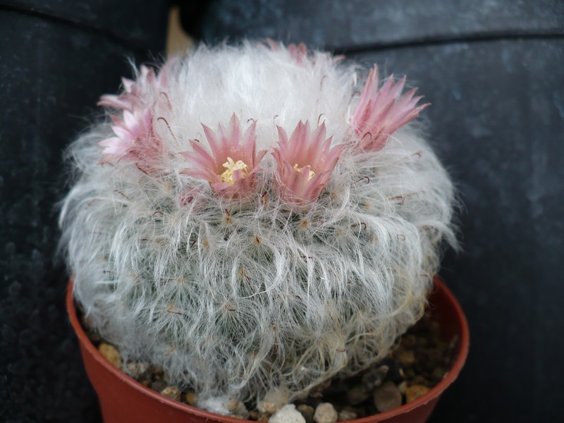 Mammillaria bocasana 