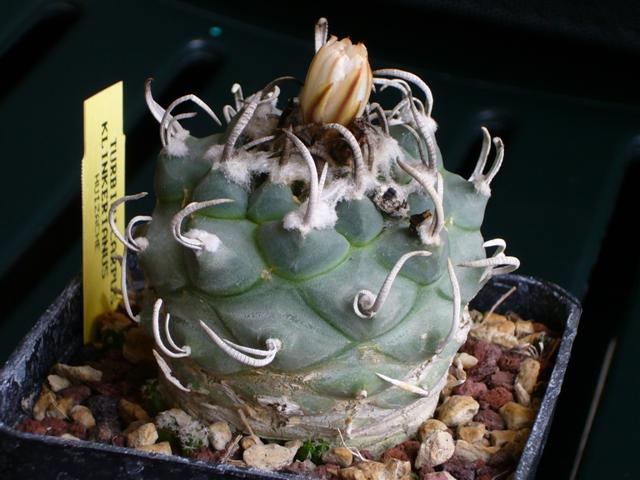 Turbinicarpus klinkerianus 