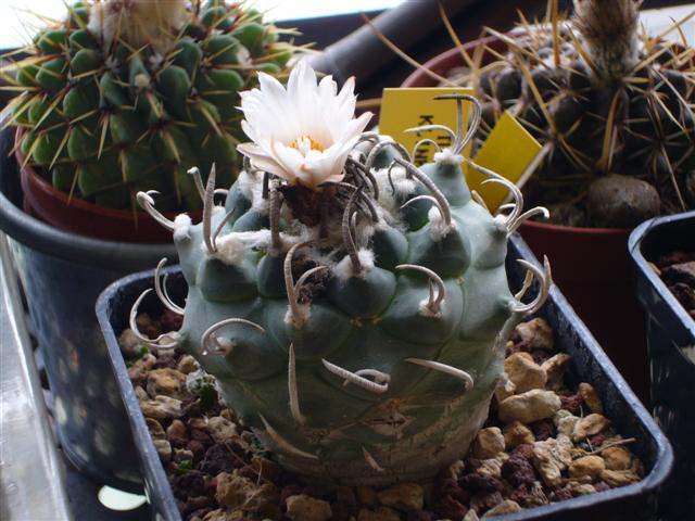 Turbinicarpus klinkerianus 