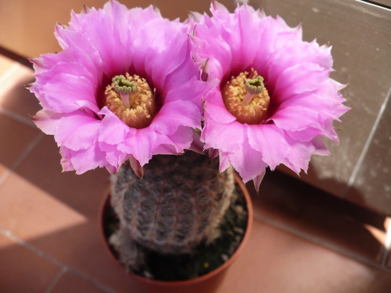 Echinocereus fitchii 